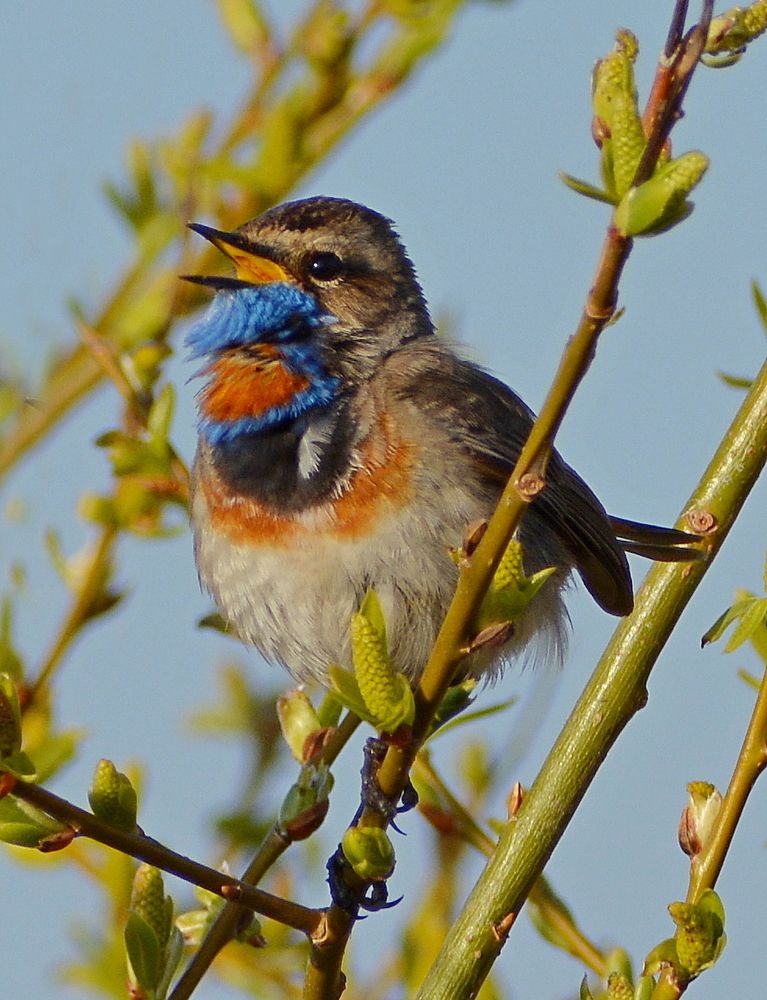 Photograph by Владислав Иопек