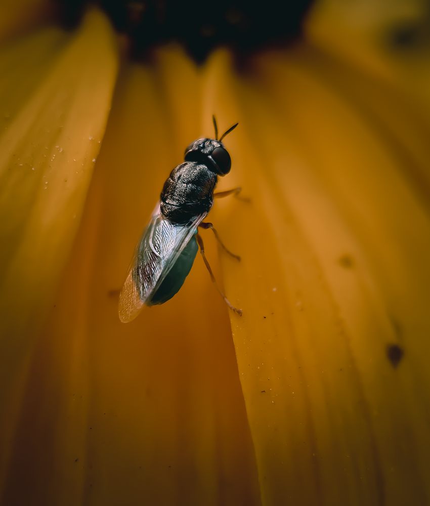 Macro