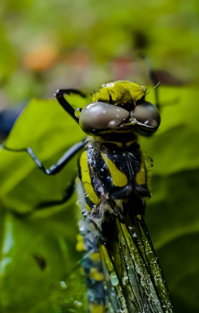 Macro
