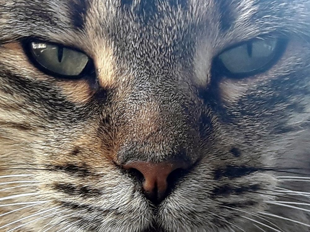 Wild Life at the National Library