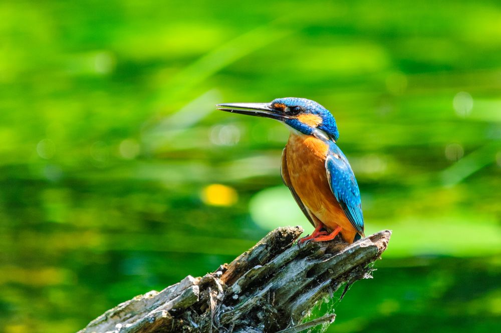 Любопытный.