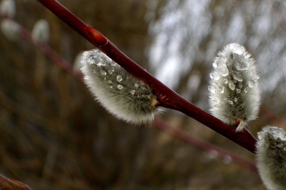 Photograph by Viktors Giršsons