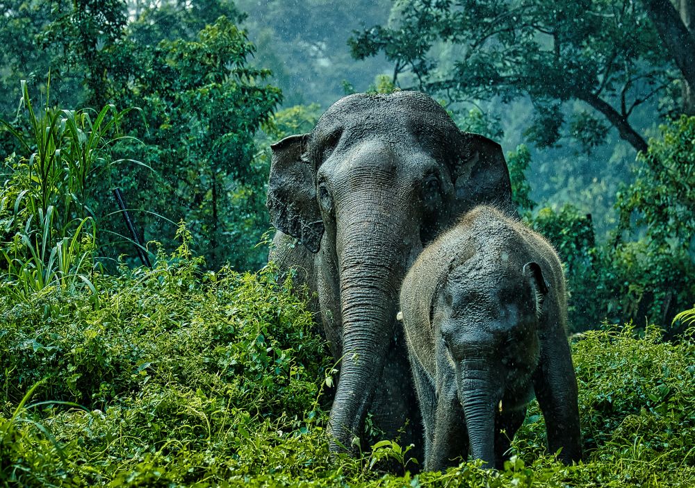 Photograph by Teguh Aria Djana