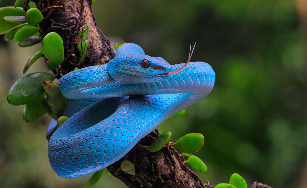 Photograph by Teguh Aria Djana