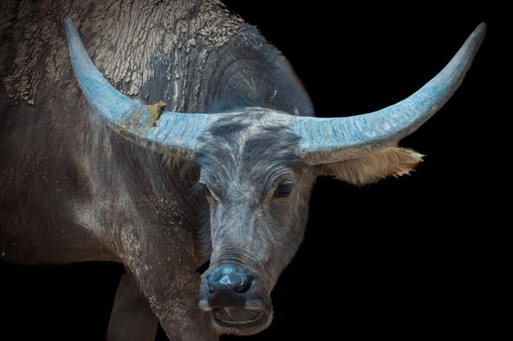 Photograph by Janet Williams