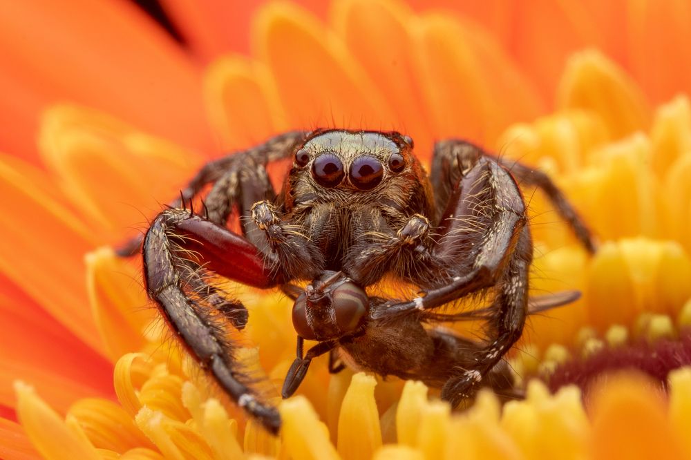 Hyllus Diardi With Its Food