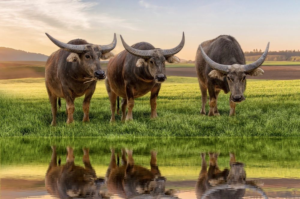 Photograph by Janet Williams