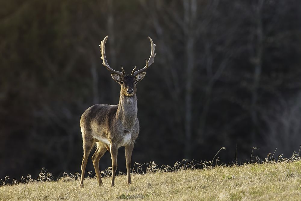 Фотография автора Ernestas Balcikonis