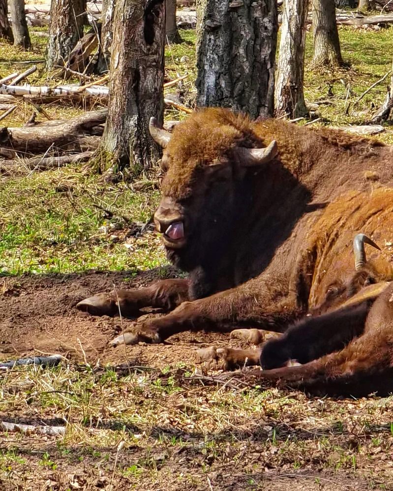 Очистка форсунок))