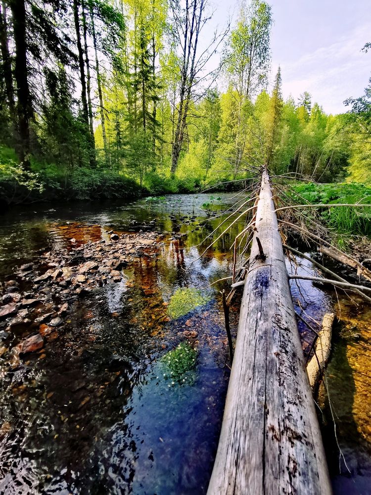 Таежная красотка