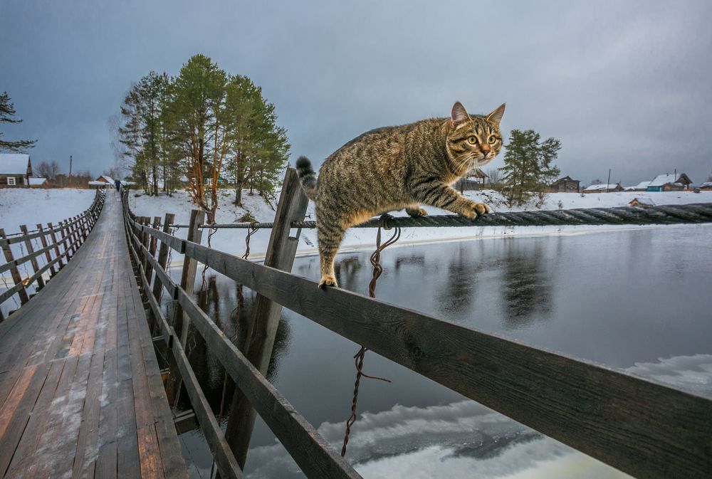 Кот со стальными... нервами