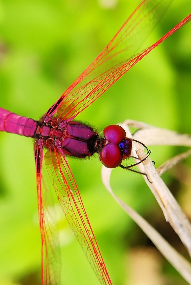 Pink Dragonfly