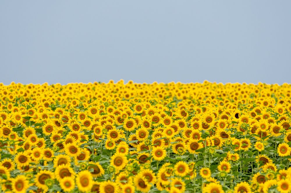 Photograph by Pucs Fongabe