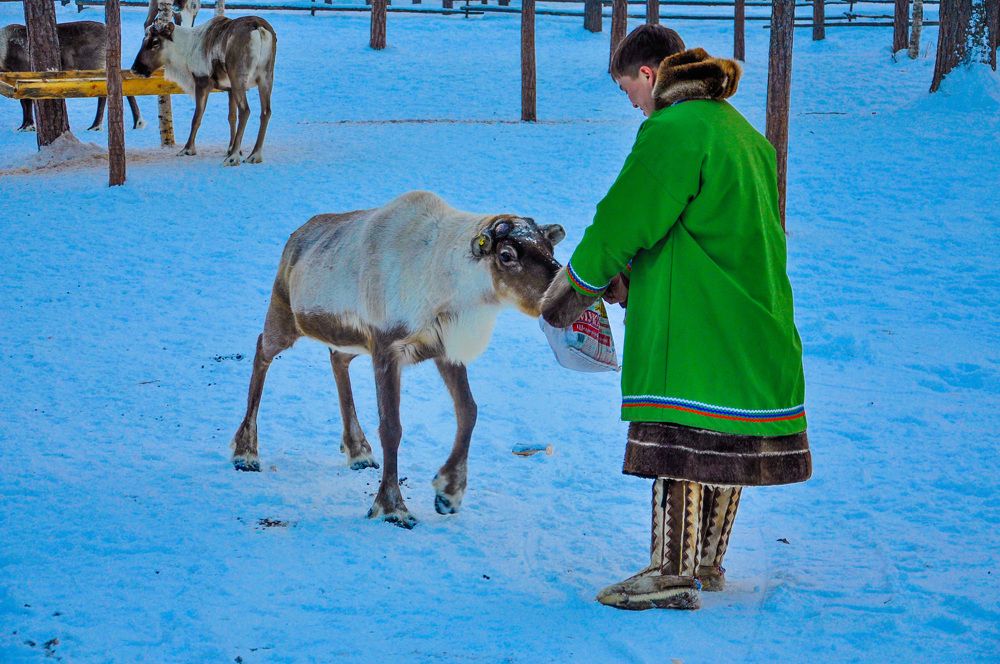 ОЛЕНЬ НА КОРМЕЖКЕ!