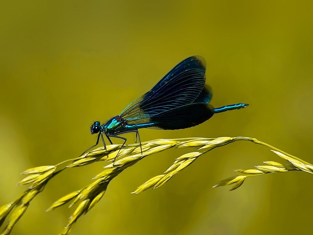 Photograph by Игорь Чеботарёв