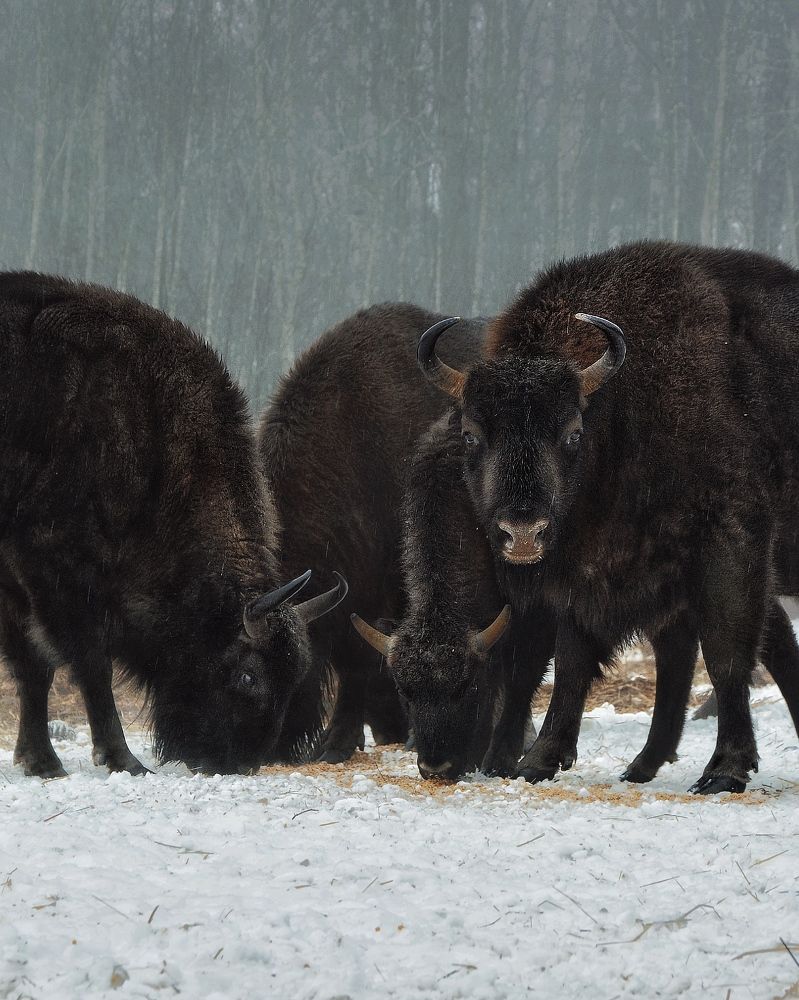 Photograph by Сергей Протасов