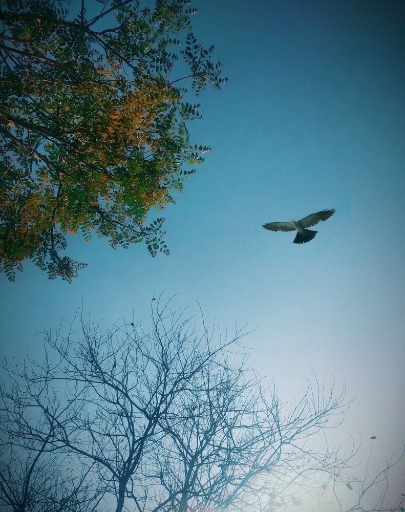 Photograph by Srija Lingwal