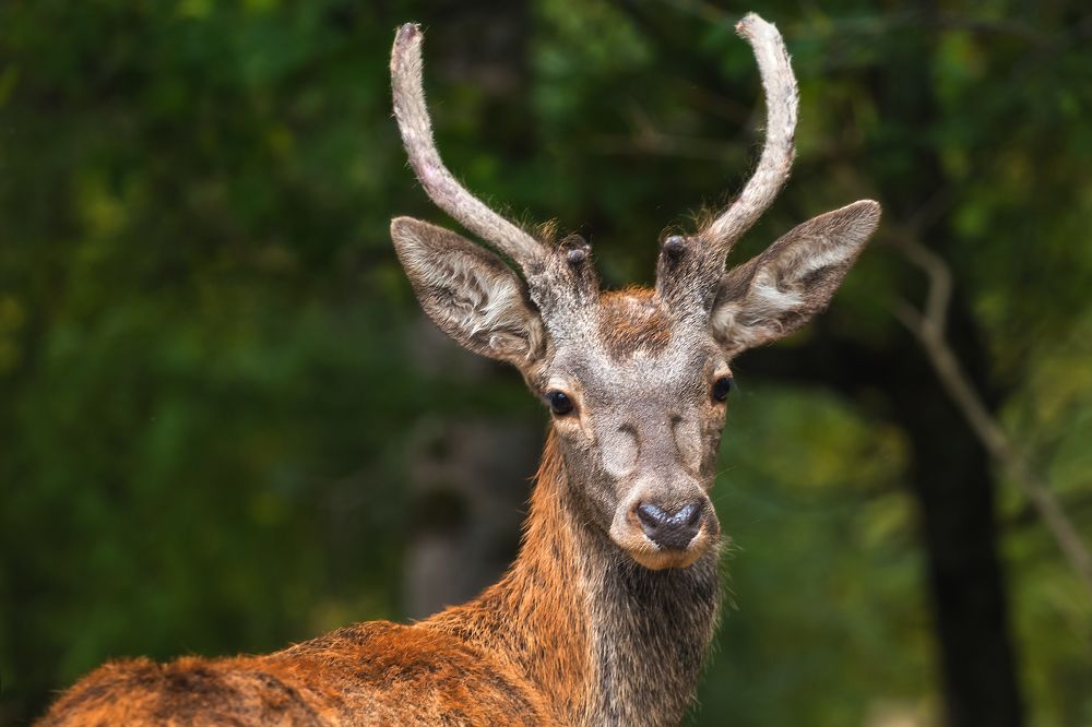 Фотография автора Екатерина Дмитренко