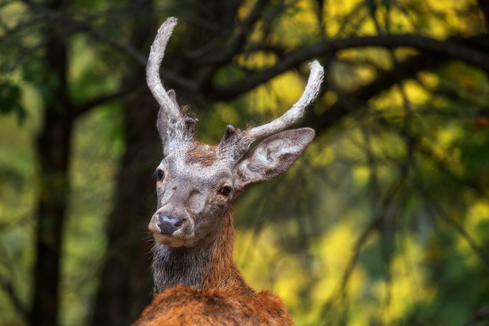 Фотография автора Екатерина Дмитренко