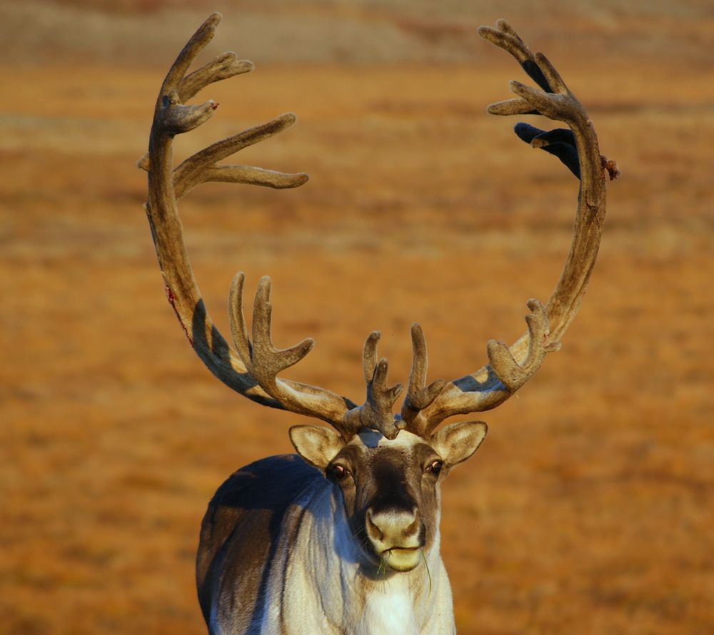 Фотография автора Андрей Загребельный