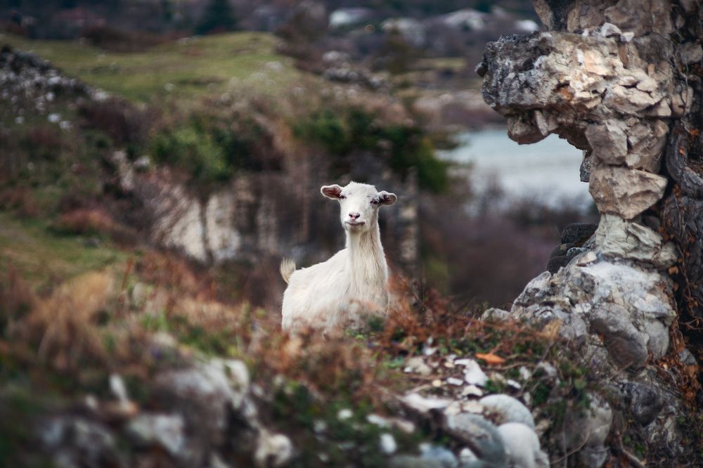 Фотография автора Ману Фалько