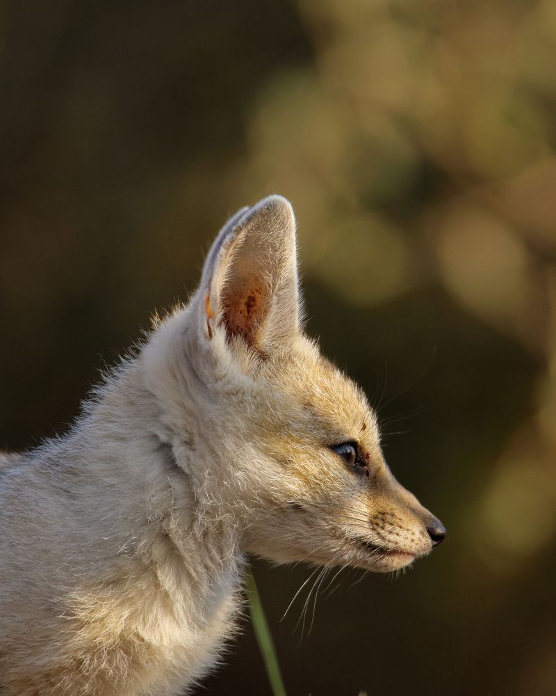 Photograph by Patel Jay