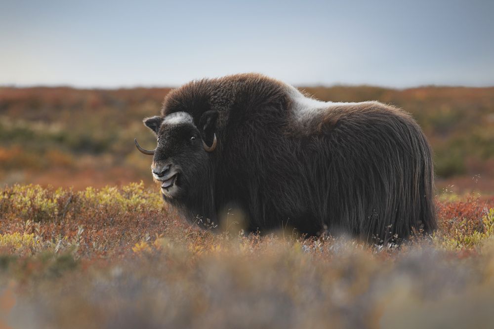 Photograph by Ernestas Balcikonis