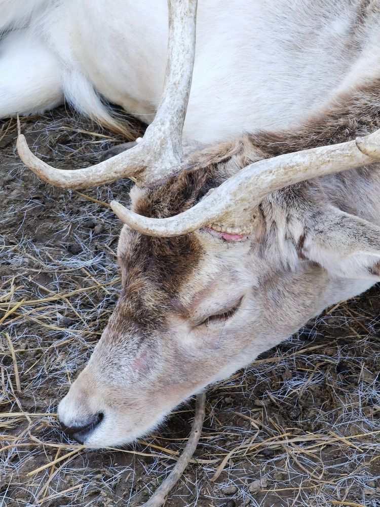 Обеденный сон