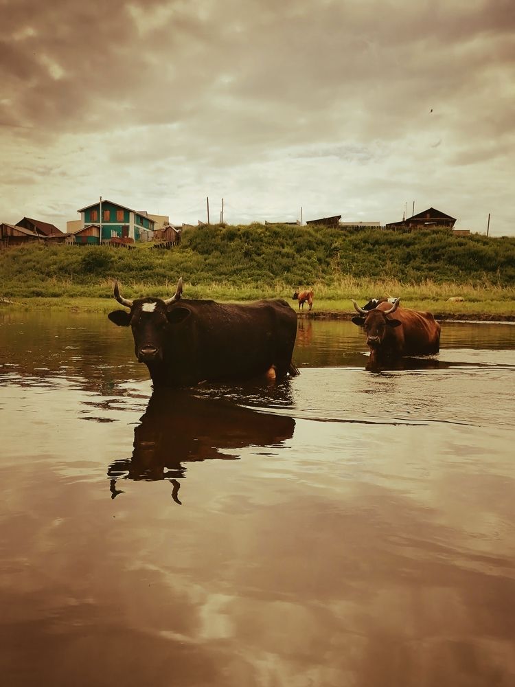 Photograph by Юлия Гагарина