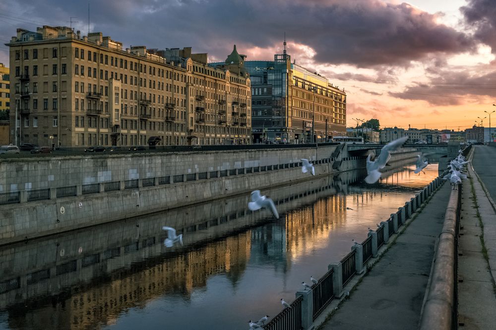 Нерезкие птицы на Обводном канале / Unsharp birds on the Obvodny Canal