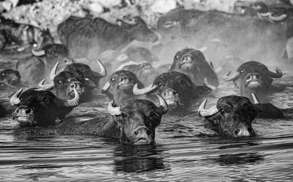 Фотография автора Gılcan Mete Delibay