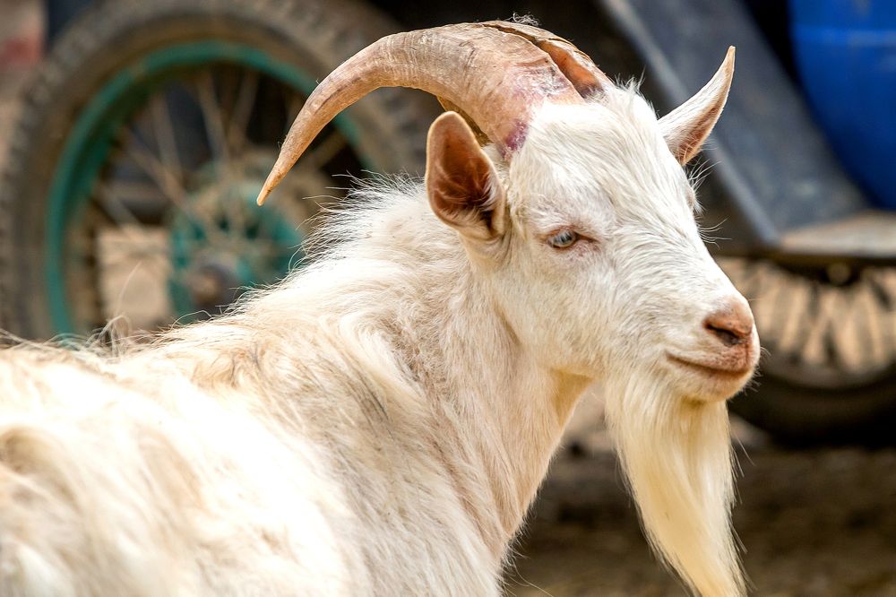 Фотография автора Михаил Бове