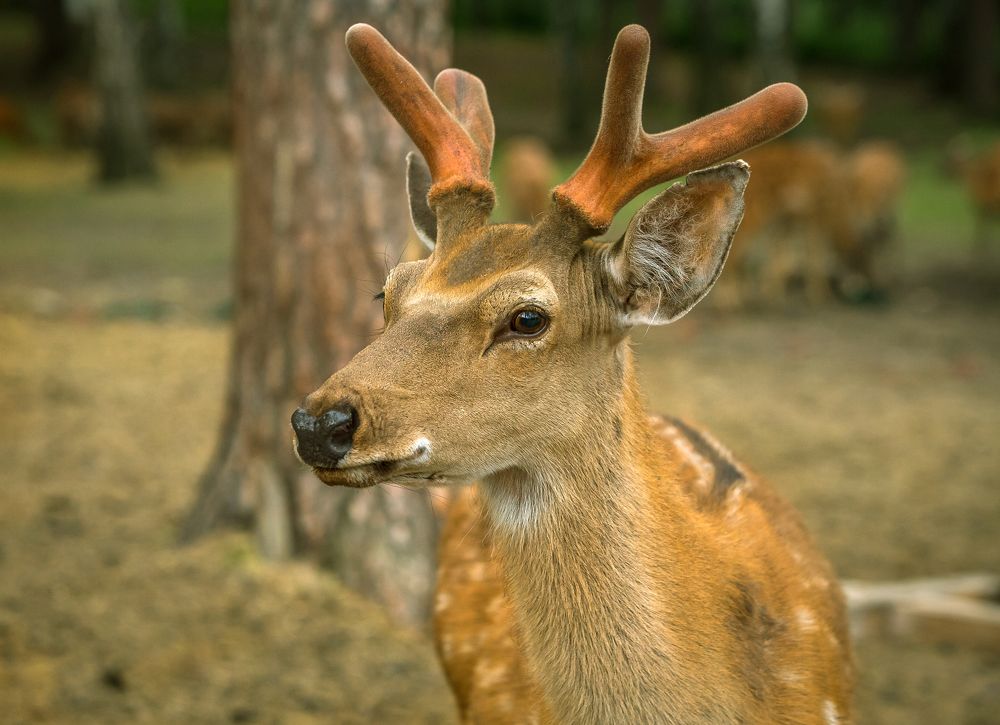 Фотография автора Михаил Бове