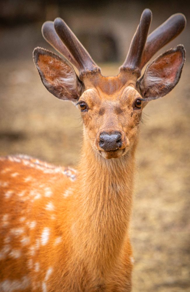 Фотография автора Михаил Бове