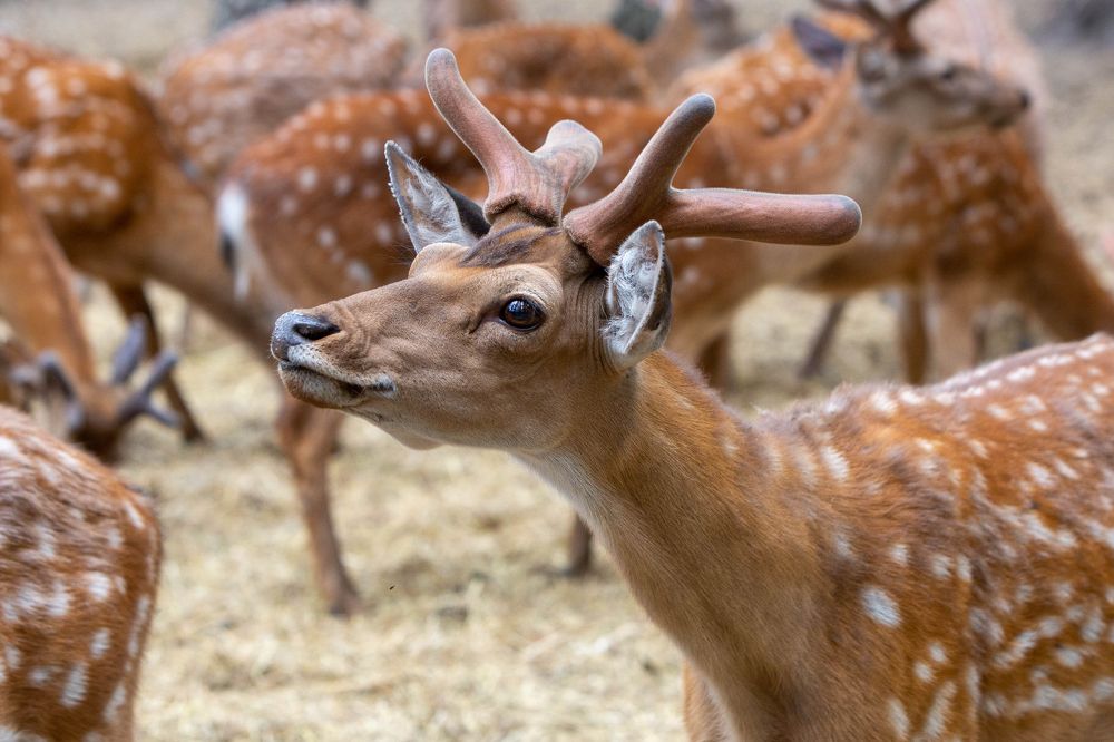 Фотография автора Михаил Бове