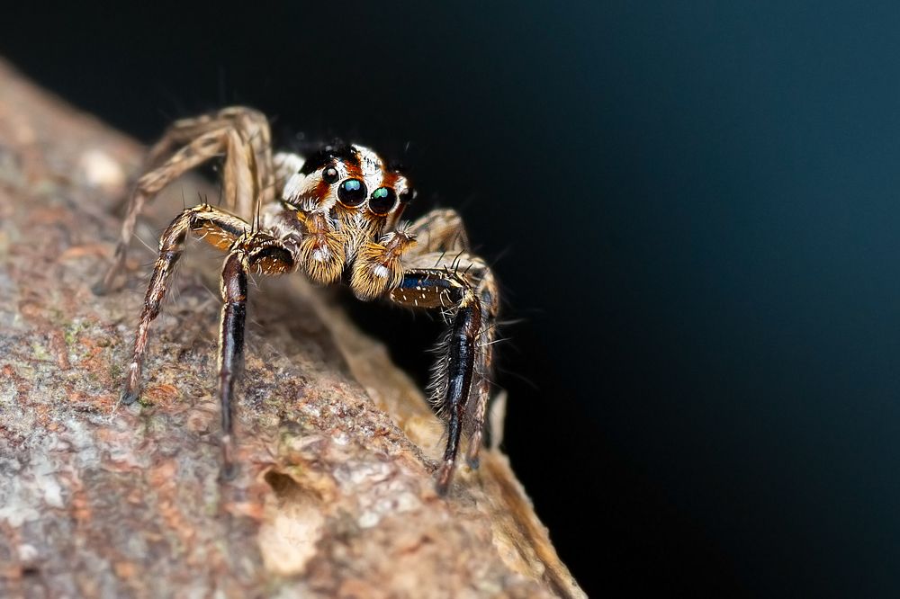 Photograph by Pinak Paul