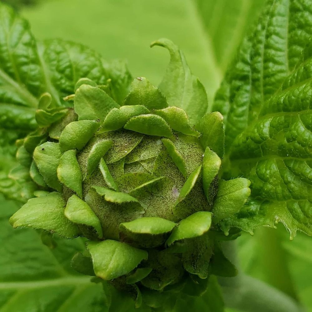 Зелёное  солнце.