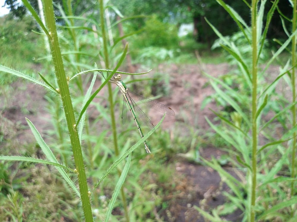 Photograph by Инна Голубева