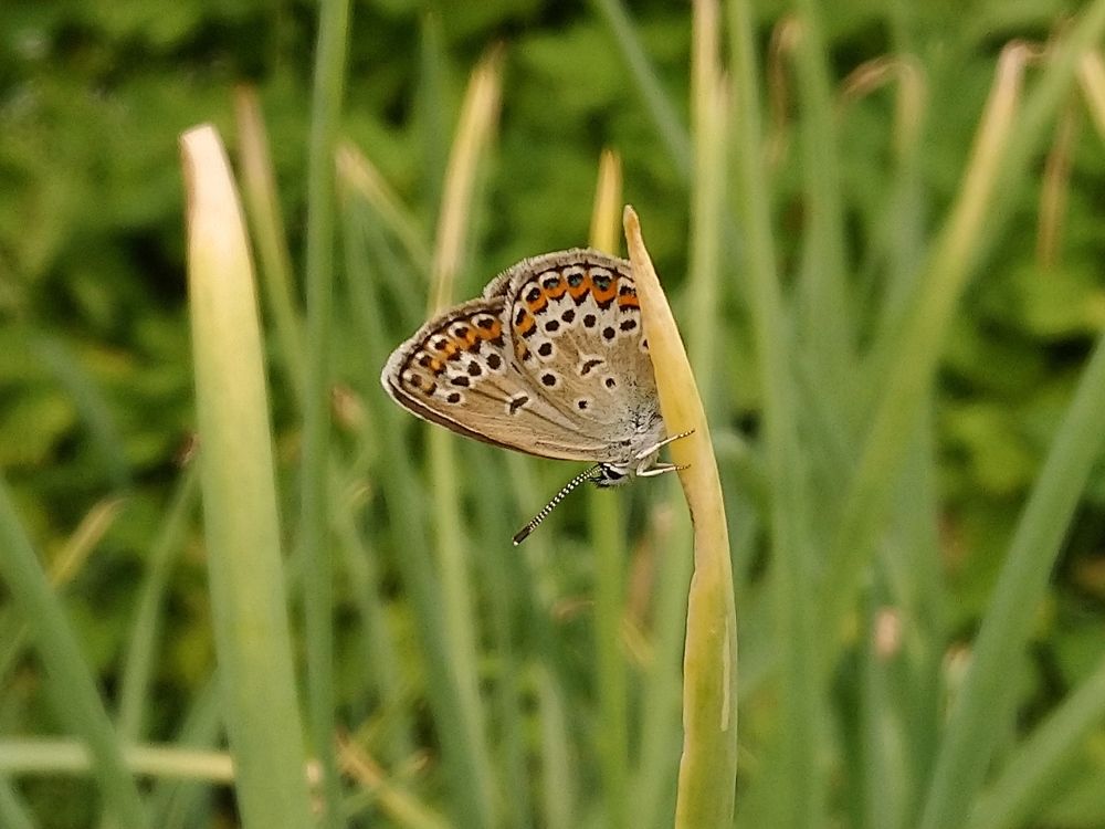 Photograph by Инна Голубева