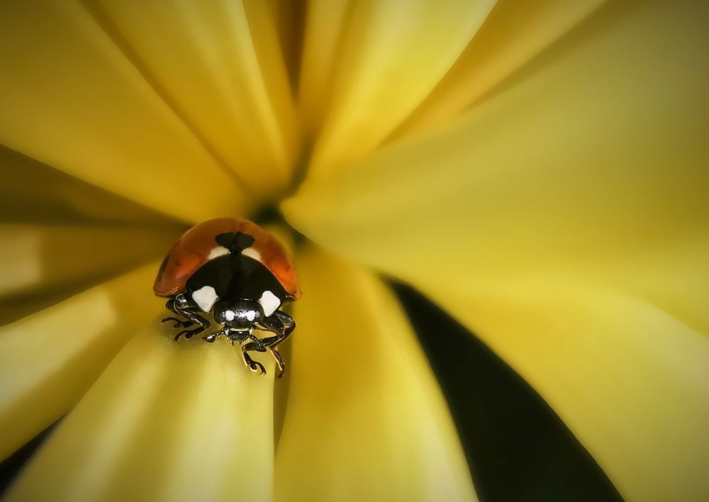 Photograph by Юлия Иванова