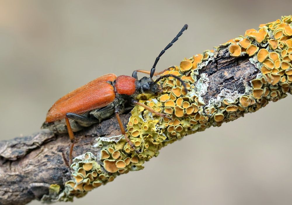 Photograph by Игорь Осипов