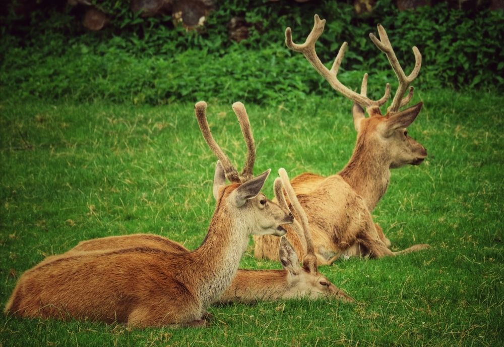 Photograph by Eva Wiedemann