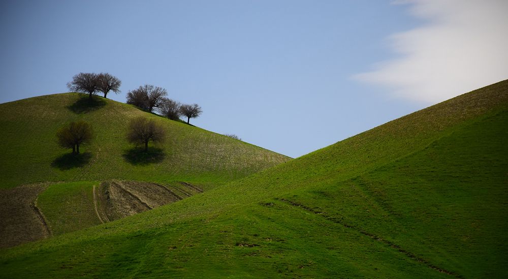 A crop of the nature