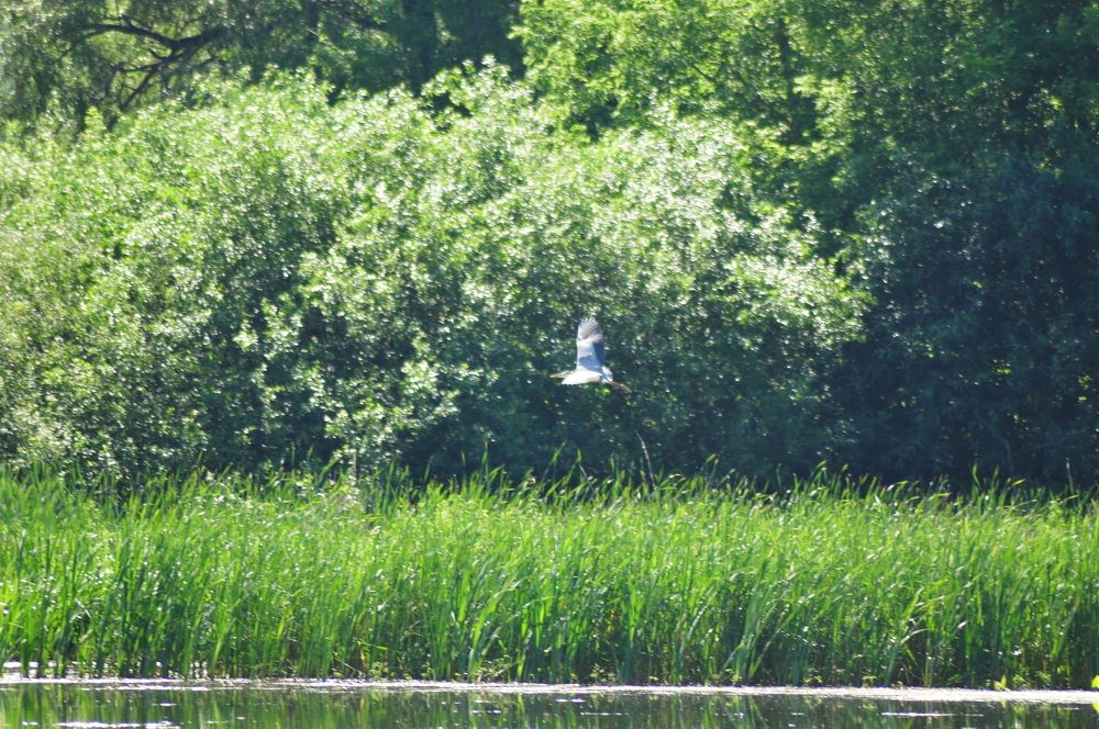 Flight of the Grey Heron