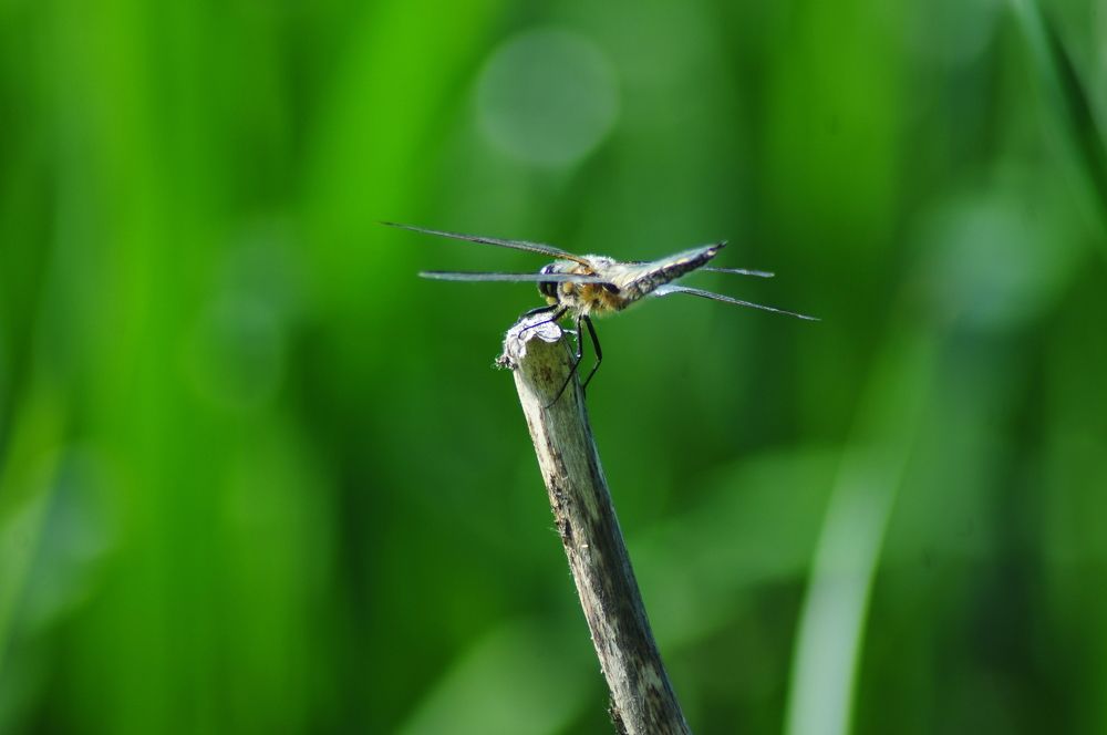 Hopping Dragonfly