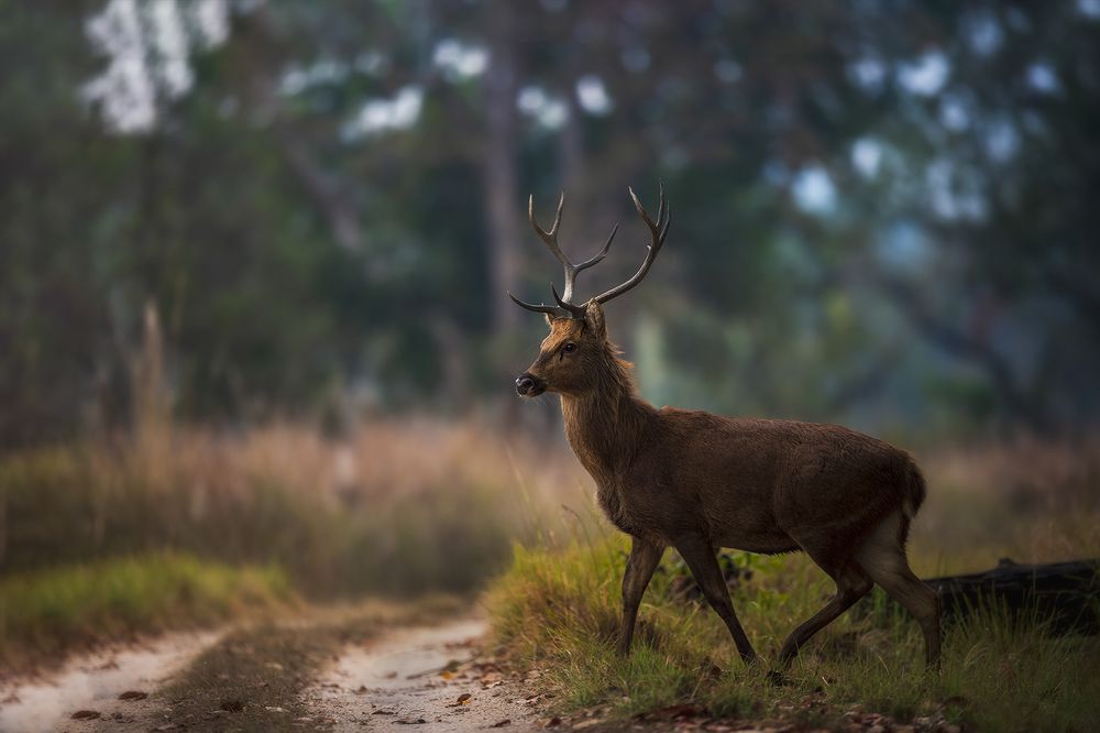 Photograph by Aman Wilson