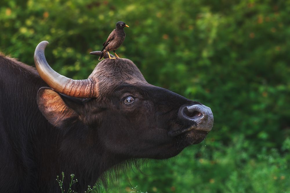 Photograph by Aman Wilson