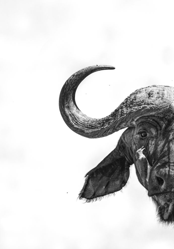 Photograph by Dilip Shah