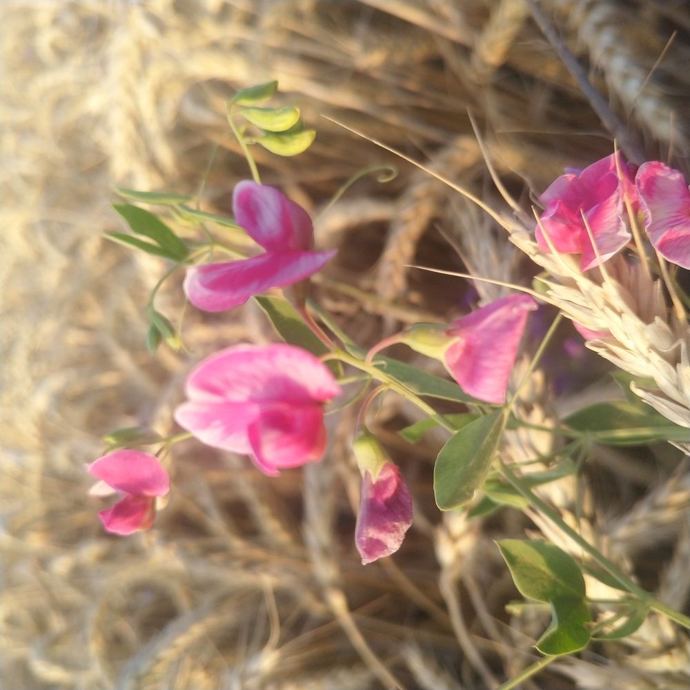 Photo #6273135