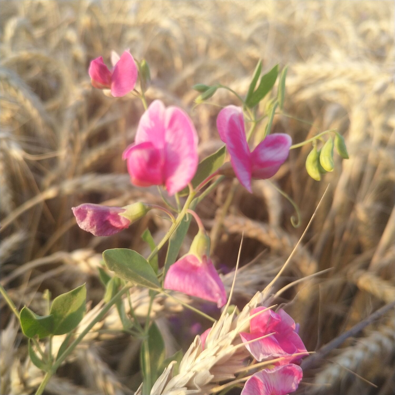 Photo #6273135